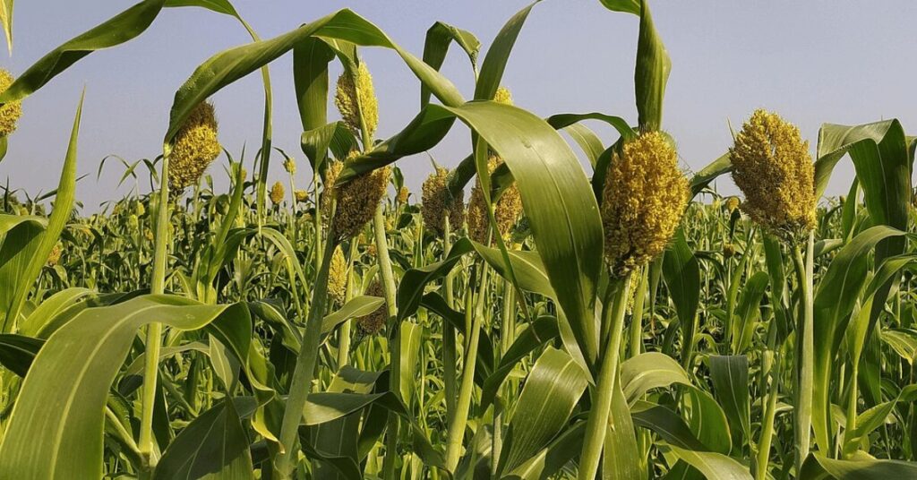 Ein Feld mit hochgewachsenem Sorghum, dessen goldgelbe Blütenstände unter einem klaren Himmel leuchten.