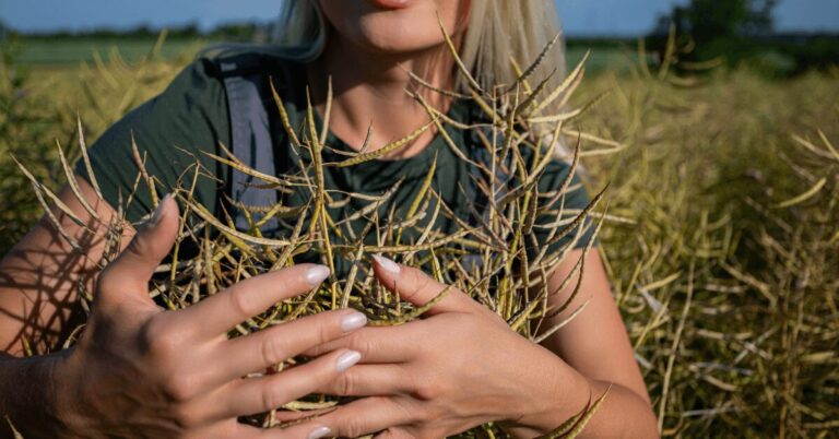 Wie Sieht Raps Vor Der Ernte Aus Raps - Ernte - Holtmann Saaten