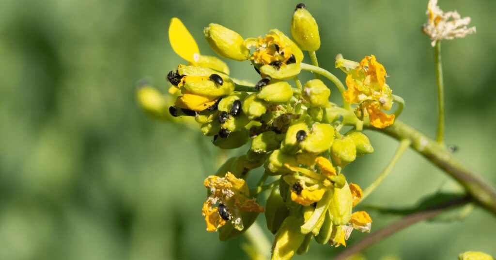 Starker Befall mit Rapsglanzkäfern an Rapsblüte im Frühjahr