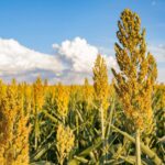 Sorghum Hirse