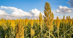 Sorghum Hirse