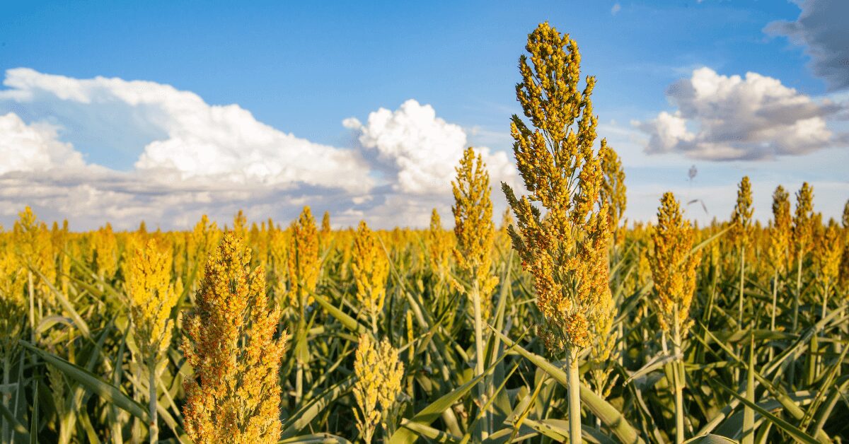 Sorghum Hirse