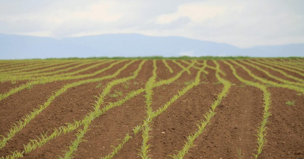 Weite Aufnahme eines Ackers mit jungen, frisch gekeimten Maispflanzen, die in geraden Reihen im braunen Boden wachsen, im Hintergrund eine bergige Silhouette.