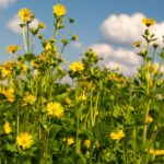 Feldaufnahme der hohen, grünen Durchwachsenen Silphie mit zahlreichen gelben Blütenköpfen unter blauem Himmel mit weißen Wolken.