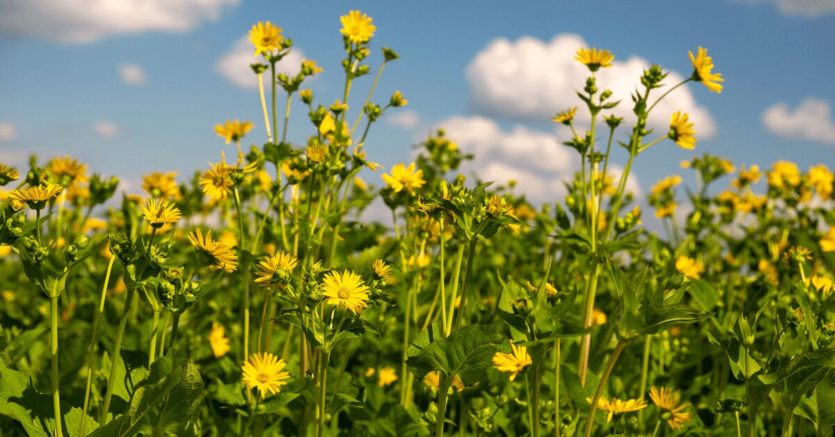 Feldaufnahme der hohen, grünen Durchwachsenen Silphie mit zahlreichen gelben Blütenköpfen unter blauem Himmel mit weißen Wolken.