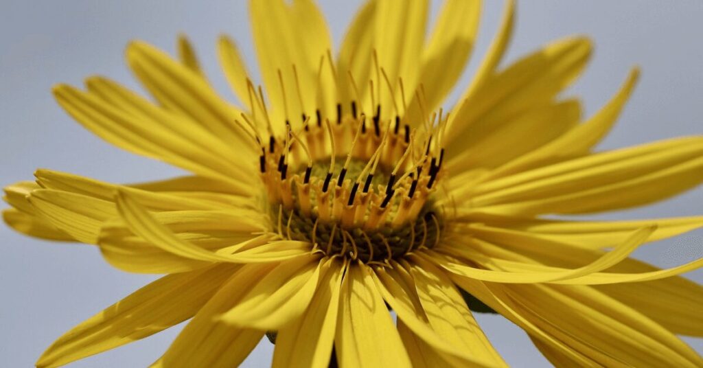 Nahaufnahme einer leuchtend gelben Silphie-Blüte (Durchwachsene Silphie) mit schwarzen Staubfäden vor hellem, verschwommenem Hintergrund.