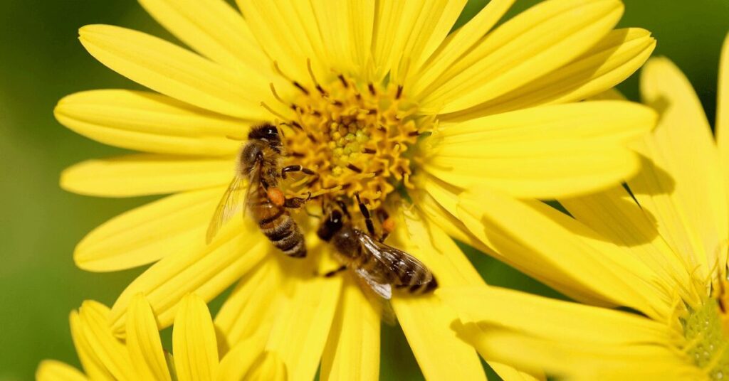 Makroaufnahme einer gelben Silphie-Blüte, auf der zwei Bienen Pollen sammeln. Der Pollen ist deutlich an den Beinen der Bienen sichtbar.