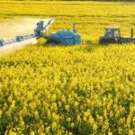 Raps Insektizide werden in Rapsfeld gespritzt