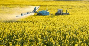 Raps Insektizide werden in Rapsfeld gespritzt