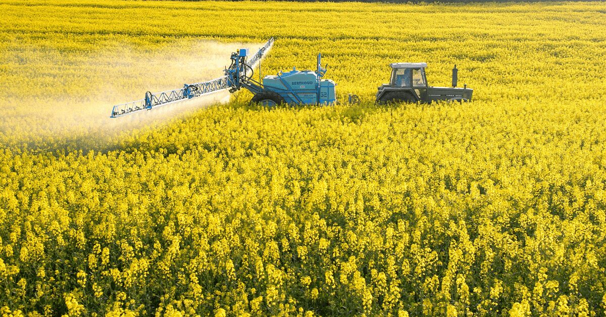 Raps Insektizide werden in Rapsfeld gespritzt
