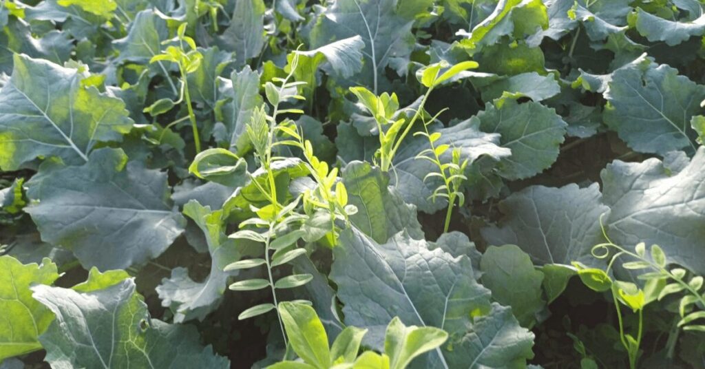 Raps Untersaat auf Feld in Greven