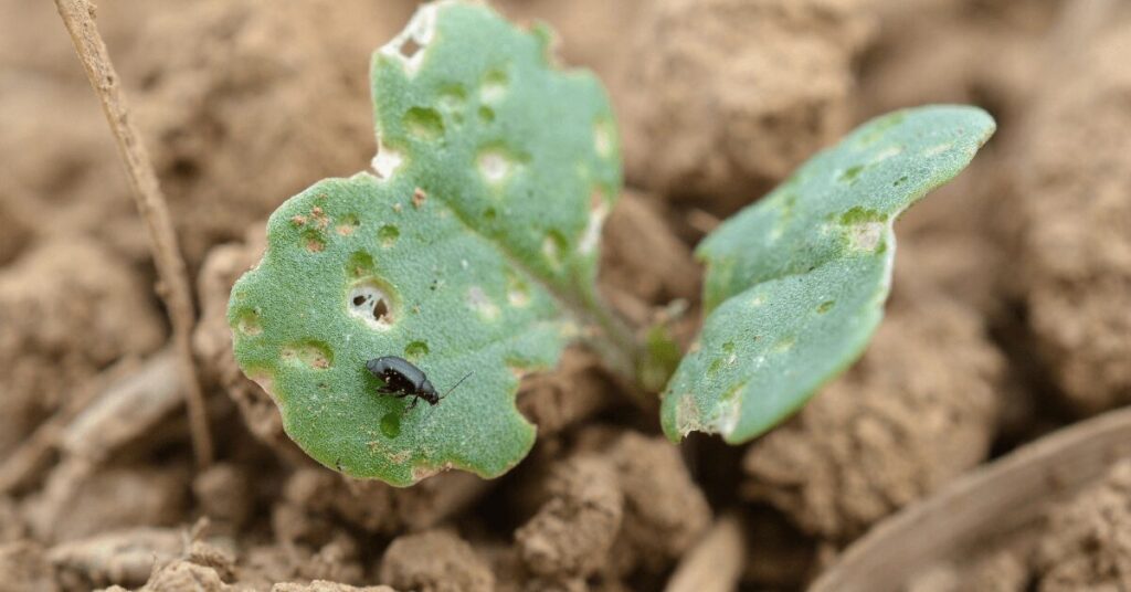 kleiner Erdfloh auf kleiner Winterrapspflanze